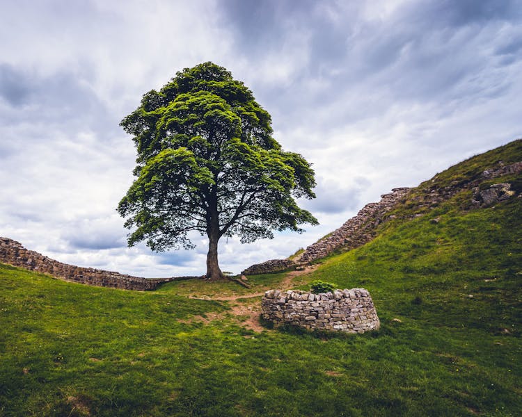 Sycamore Gap - Hadrian's Wall near Finlife House in Haltwhistle, Northumberland