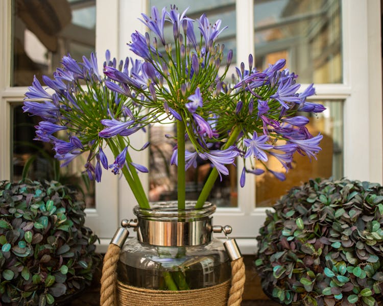 Houseplants in the Old Schoolhouse Bed and Breakfast in Haltwhistle, Northumberland
